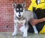 รูปย่อ ขายลูกสุนัขบ้าน Siberian Husky ตัวเมียสีดำ ราคาพิเศษ ต่อรองได้ (รูปถ่ายตัวจริงเมื่อ 8 กพ. 54 อายุ 70 วัน) รูปที่3