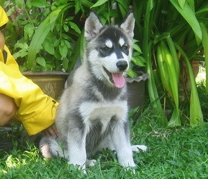 ขายลูกสุนัขบ้าน Siberian Husky ตัวเมียสีดำ ราคาพิเศษ ต่อรองได้ (รูปถ่ายตัวจริงเมื่อ 8 กพ. 54 อายุ 70 วัน) รูปที่ 1