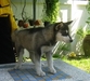 รูปย่อ ขายลูกสุนัขบ้าน Siberian Husky ตัวเมียสีดำ ราคาพิเศษ ต่อรองได้ (รูปถ่ายตัวจริงเมื่อ 8 กพ. 54 อายุ 70 วัน) รูปที่5