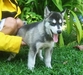 รูปย่อ ขายลูกสุนัขบ้าน Siberian Husky ตัวเมียสีดำ ราคาพิเศษ ต่อรองได้ (รูปถ่ายตัวจริงเมื่อ 8 กพ. 54 อายุ 70 วัน) รูปที่2