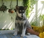 รูปย่อ ขายลูกสุนัขบ้าน Siberian Husky ตัวเมียสีดำ ราคาพิเศษ ต่อรองได้ (รูปถ่ายตัวจริงเมื่อ 8 กพ. 54 อายุ 70 วัน) รูปที่6