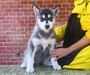 รูปย่อ ขายลูกสุนัขบ้าน Siberian Husky ตัวเมียสีดำ ราคาพิเศษ ต่อรองได้ (รูปถ่ายตัวจริงเมื่อ 8 กพ. 54 อายุ 70 วัน) รูปที่4