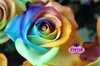 รูปย่อ กุหลาบสีรุ้ง สั่งตรงจากประเทศฮอลแลนด์ Rainbow Roses สำหรับคนพิเศษของคุณ ที่นี่ที่เดียว จำนวนจำกัด 1,000 ดอกเท่านั้นค่ะ รูปที่2