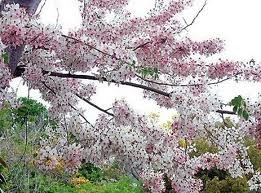 กัลปพฤกษ์ สวนสมโภชพันธุ์ไม้มีต้นกัลปพฤกษ์จำหน่าย Tel: 089-0652129 รูปที่ 3