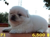 รูปย่อ Pekingese มาอีกแล้วจ้า รูปที่2