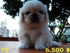 รูปย่อ Pekingese มาอีกแล้วจ้า รูปที่1