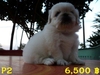 รูปย่อ Pekingese มาอีกแล้วจ้า รูปที่5