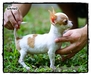 รูปย่อ  แสงทองฟาร์ม : จำหน่ายลูกสุนัขชิวาวาขนสั้น-ขนยาว , ยอร์คเชีย , ปักกิ่งขาว มีทั้งไซต์ทีคัฟและไซต์เล็ก  รูปที่5