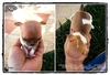 รูปย่อ  แสงทองฟาร์ม : จำหน่ายลูกสุนัขชิวาวาขนสั้น-ขนยาว , ยอร์คเชีย , ปักกิ่งขาว มีทั้งไซต์ทีคัฟและไซต์เล็ก  รูปที่2