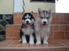 รูปย่อ ลูกสุนัข siberian husky ชุดใหม่ รูปที่6