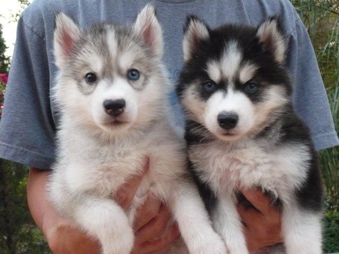 ลูกสุนัข siberian husky ชุดใหม่ รูปที่ 1