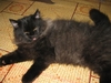 รูปย่อ ขายลูกแมวเปอร์เซีย หน้าตุ๊กตา อายุ 2เดือน สี แบล๊คสโม๊ค UPDATE- 16 ก.พ. 2554 รูปที่4