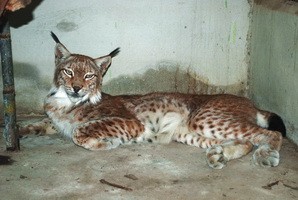 ขาย Canadian Lynx รูปที่ 1