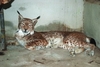 รูปย่อ ขาย Canadian Lynx รูปที่1
