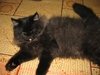 รูปย่อ ขายลูกแมวเปอร์เซีย หน้าตุ๊กตา อายุ 2เดือน สี แบล๊คสโม๊ค UPDATE- 16 ก.พ. 2554 รูปที่6