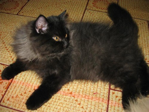 ขายลูกแมวเปอร์เซีย หน้าตุ๊กตา อายุ 2เดือน สี แบล๊คสโม๊ค UPDATE- 16 ก.พ. 2554 รูปที่ 1
