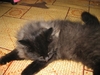 รูปย่อ ขายลูกแมวเปอร์เซีย หน้าตุ๊กตา อายุ 2เดือน สี แบล๊คสโม๊ค UPDATE- 16 ก.พ. 2554 รูปที่3