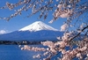 รูปย่อ เที่ยวญี่ปุ่น ดูซากุระ 2011 ราคาถูก รูปที่1
