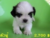 รูปย่อ New  Shih Tzu!! รูปที่2