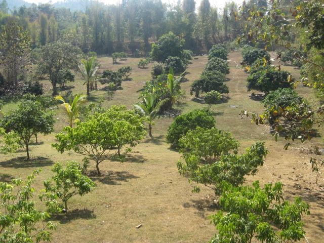 ที่ดิน 6 ไร่ ก่อนถึงกฤษดาดอยเชียงใหม่(6 rai of land before Krisda Doi Chiang Mai)  รูปที่ 7