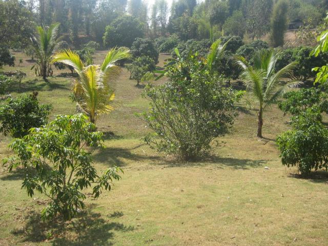 ที่ดิน 6 ไร่ ก่อนถึงกฤษดาดอยเชียงใหม่(6 rai of land before Krisda Doi Chiang Mai)  รูปที่ 5