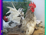จำหน่าย ไก่ฟ้า ไก่แจ้ นกยูง ไก่สวยงาม สายพันธุ์ต่างประเทศ รูปที่ 3
