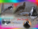 จำหน่าย ไก่ฟ้า ไก่แจ้ นกยูง ไก่สวยงาม สายพันธุ์ต่างประเทศ รูปที่ 7