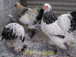 จำหน่าย ไก่ฟ้า ไก่แจ้ นกยูง ไก่สวยงาม สายพันธุ์ต่างประเทศ รูปที่ 4