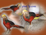 จำหน่าย ไก่ฟ้า ไก่แจ้ นกยูง ไก่สวยงาม สายพันธุ์ต่างประเทศ รูปที่ 6