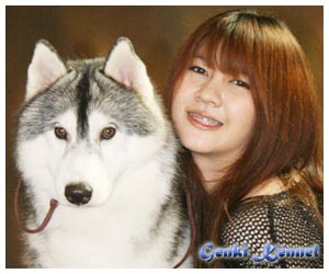 Genki Kennel มีลูกไซบีเรียนเกรดคุณภาพจำหน่าย พร้อมเปิดรับผสมพ่อพันธ์ไทยแลนแชมป์ รูปที่ 1