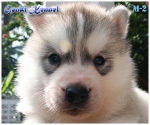 Genki Kennel มีลูกไซบีเรียนเกรดคุณภาพจำหน่าย พร้อมเปิดรับผสมพ่อพันธ์ไทยแลนแชมป์ รูปที่ 7