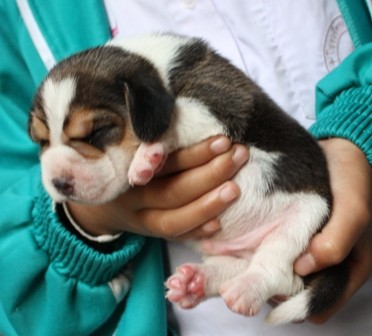 BEAGLE บีเกิ้ลสาย AM.Champ ราคาบ้าน ๆ มีเพดดิกรี marking สวยทุกตัว รูปที่ 6