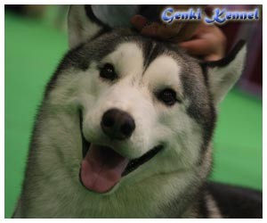 Genki Kennel มีลูกไซบีเรียนเกรดคุณภาพจำหน่าย พร้อมเปิดรับผสมพ่อพันธ์ไทยแลนแชมป์ รูปที่ 3