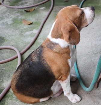 BEAGLE บีเกิ้ลสาย AM.Champ ราคาบ้าน ๆ มีเพดดิกรี marking สวยทุกตัว รูปที่ 4