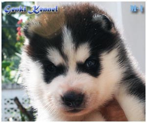 Genki Kennel มีลูกไซบีเรียนเกรดคุณภาพจำหน่าย พร้อมเปิดรับผสมพ่อพันธ์ไทยแลนแชมป์ รูปที่ 6