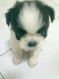 ขายลูกชิสุทอยตัวเล็ก อายุ2เดือน 2700 น่ารัก ขี้อ้อน แถมกรงให้ครับ