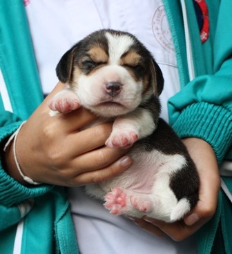 BEAGLE บีเกิ้ลสาย AM.Champ ราคาบ้าน ๆ มีเพดดิกรี marking สวยทุกตัว รูปที่ 7