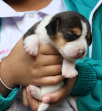 BEAGLE บีเกิ้ลสาย AM.Champ ราคาบ้าน ๆ มีเพดดิกรี marking สวยทุกตัว รูปที่ 3