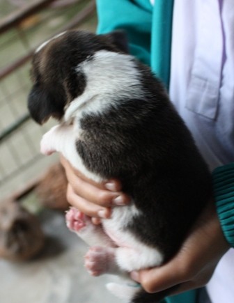 BEAGLE บีเกิ้ลสาย AM.Champ ราคาบ้าน ๆ มีเพดดิกรี marking สวยทุกตัว รูปที่ 5