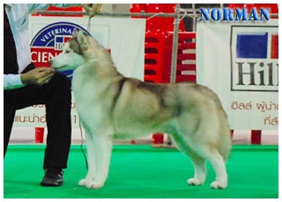 Genki Kennel มีลูกไซบีเรียนเกรดคุณภาพจำหน่าย พร้อมเปิดรับผสมพ่อพันธ์ไทยแลนแชมป์ รูปที่ 4