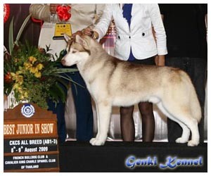 Genki Kennel มีลูกไซบีเรียนเกรดคุณภาพจำหน่าย พร้อมเปิดรับผสมพ่อพันธ์ไทยแลนแชมป์ รูปที่ 5