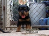 รูปย่อ ขายลูกร็อตไวเลอร์ROTTWEILERจากฟาร์มโดยตรง รูปที่5