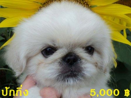 ปักกิ่ง ลดแล้ว แค่ 5,000 ฿ รูปที่ 1