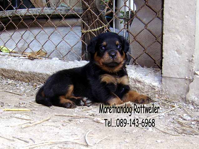 ขายลูกร็อตไวเลอร์ROTTWEILERจากฟาร์มโดยตรง รูปที่ 4