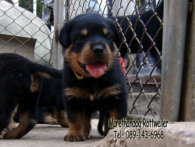 ขายลูกร็อตไวเลอร์ROTTWEILERจากฟาร์มโดยตรง รูปที่ 6
