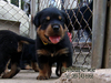 รูปย่อ ขายลูกร็อตไวเลอร์ROTTWEILERจากฟาร์มโดยตรง รูปที่6