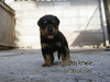 รูปย่อ ขายลูกร็อตไวเลอร์ROTTWEILERจากฟาร์มโดยตรง รูปที่7