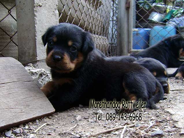ขายลูกร็อตไวเลอร์ROTTWEILERจากฟาร์มโดยตรง รูปที่ 3