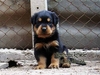 รูปย่อ ขายลูกร็อตไวเลอร์ROTTWEILERจากฟาร์มโดยตรง รูปที่1