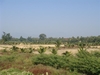 รูปย่อ ที่ดินเหมาะปลูกปาล์มและยางพารา(Suitable land planted palm and rubber) รูปที่4